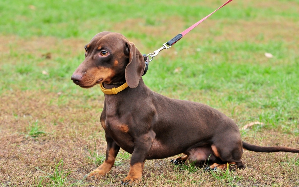 腊肠犬名犬壁纸桌面