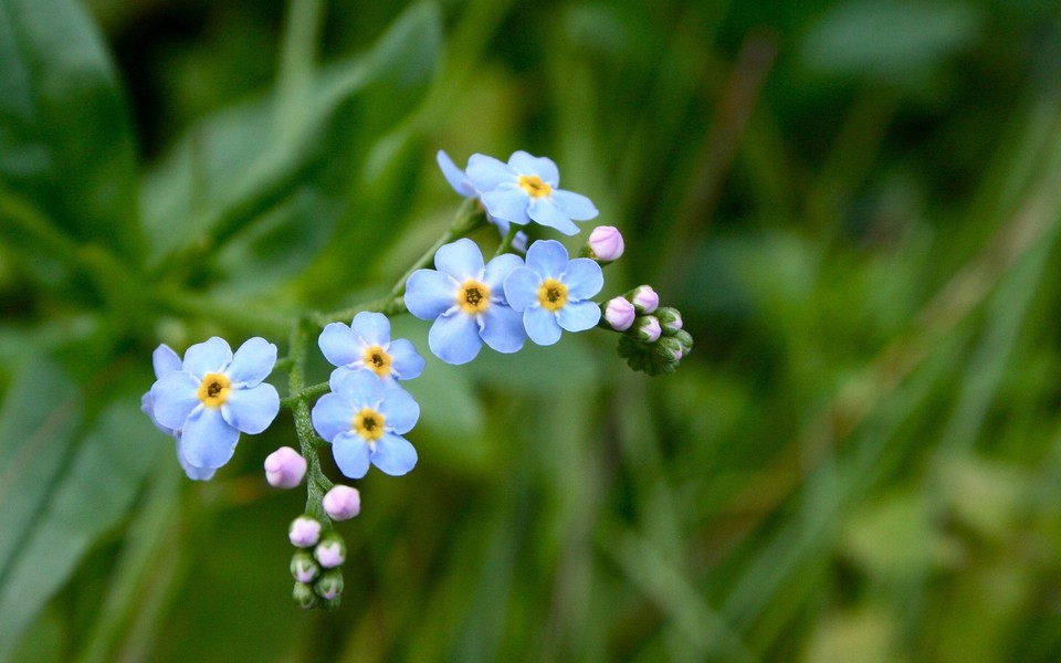 花的图片壁纸电脑 ChMkJ1bKytqIVXtMAAF2mOJXvv8AALIiAIulnIAAXaw323.jpg