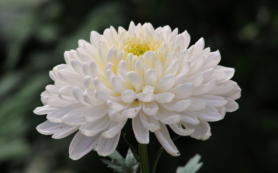 唯美菊花图片唯美菊花图片大全