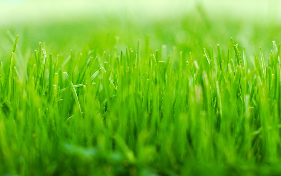 绿色植物图片-绿色植物壁纸图片大全
