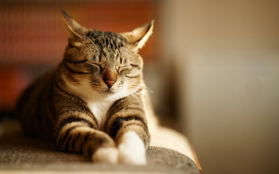 壁纸 动物 猫 猫咪 小猫 桌面 960_600