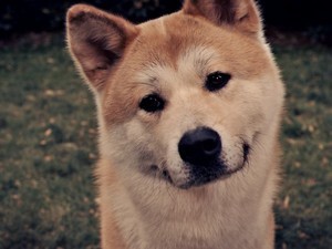 安卓日本 名犬 秋田犬手机壁纸