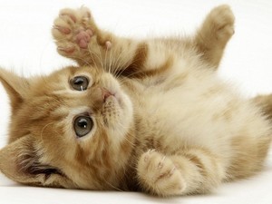 安卓卖萌 可爱 猫 小猫手机壁纸