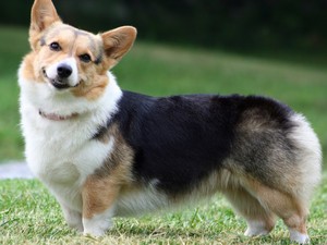 安卓可爱 柯基犬 高清手机壁纸