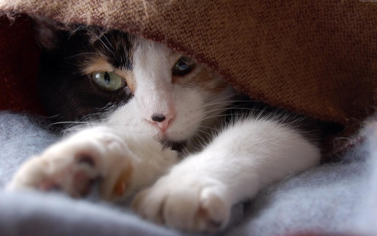 壁纸 动物 猫 猫咪 小猫 桌面 740_463