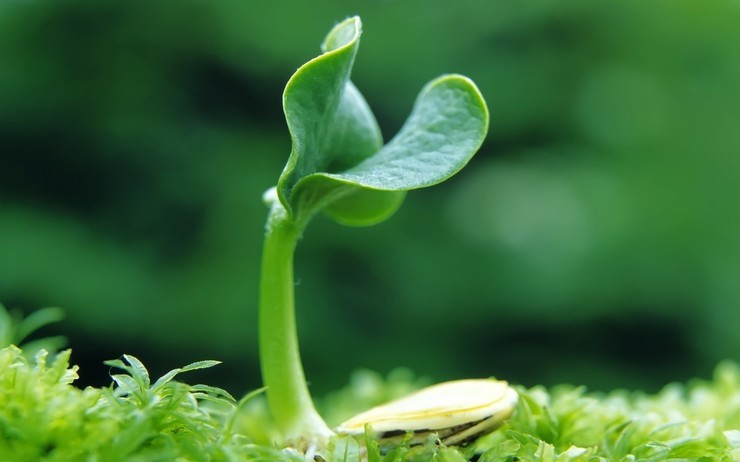 安卓绿色 植物 唯美手机壁纸