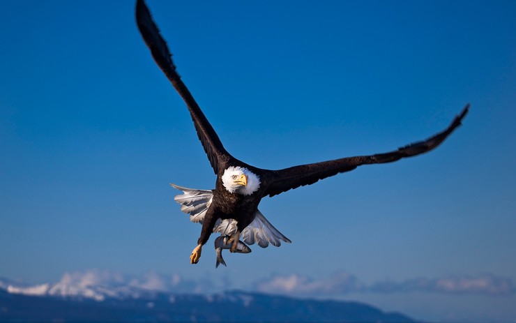 安卓老鹰 eagles 高清 动物手机壁纸