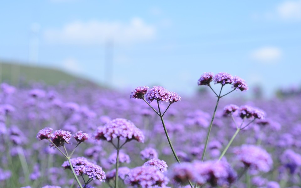 紫色花海桌面壁纸 第5页-ZOL桌面壁纸