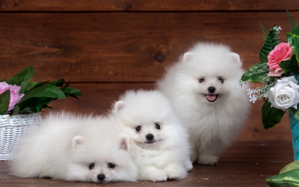 唯美动物桌面宽屏壁纸_动物世界