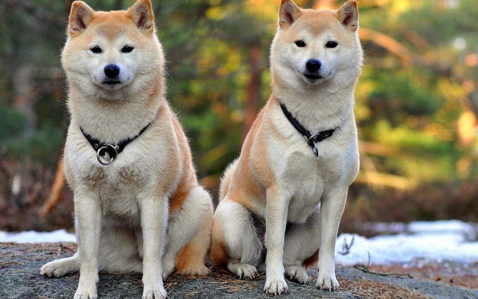 [持牌]日本柴犬/豆柴 /秋田.