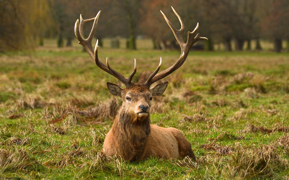 野生麋鹿高清壁纸